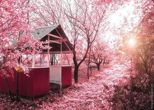 穿成宫女后我在恐怖游戏求生存小说完整版 苏安安邹月在线阅读