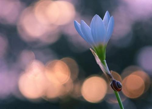 许万雪顾与枫小说叫什么名字 许万雪顾与枫全文免费阅读