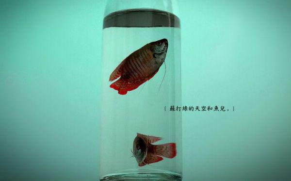 苏落樱萧景逸柳如雪小说最新章节 苏落樱萧景逸柳如雪免费阅读