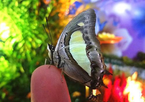 爱你是漫漫长夜离开你万里晴空顾成林若叶妤全文阅读(完整版)