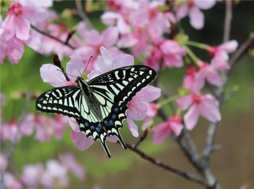 顾念笙御琼林免费章节最新 心念生by塔塔吃饭