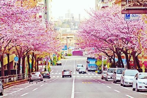 葬恨免费阅读苏语宋煜秦月小说