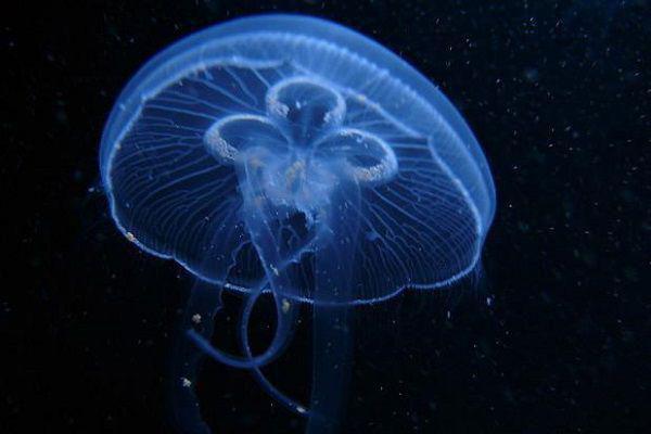 时舒月君奕柯结局是什么 时舒月君奕柯免费阅读全文