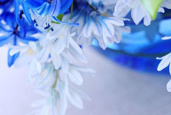 宋芷鸢萧长赢免费小说 宋芷鸢萧长赢在线阅读