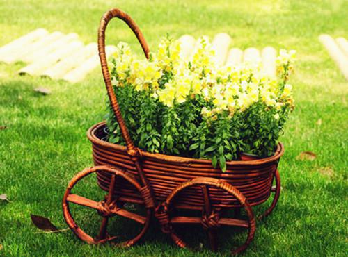 温栀周弥免费小说 温栀周弥在线阅读