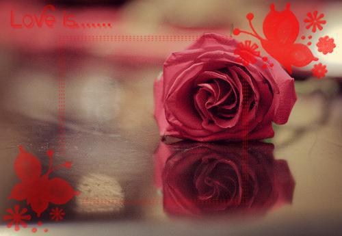 爱意朦胧江微月陆之越江微月陆之越小说在线免费阅读