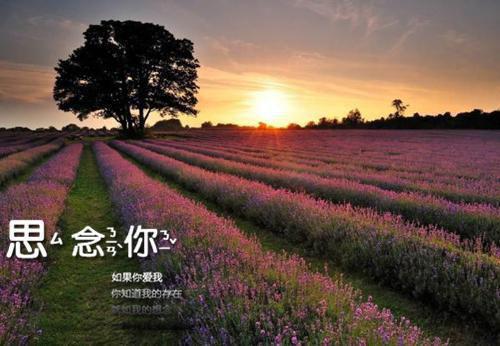 宋知婉梁锐希小说最后结局 宋知婉梁锐希完结版免费阅读