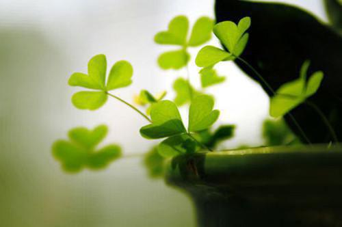 翟铎蒋语蓉小说免费试读 翟铎蒋语蓉第5章