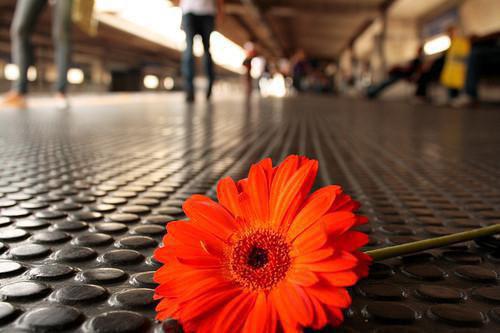 (最新)初夏林娇娇宋菲林昊小说完整版免费阅读