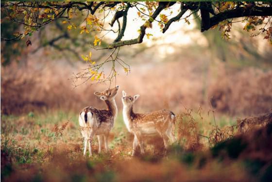 陆婉宁宋怀修小说（陆婉宁宋怀修小说）全文免费阅读无弹窗大结局_陆婉宁宋怀修免费阅读最新章节列表（陆婉宁宋怀修）