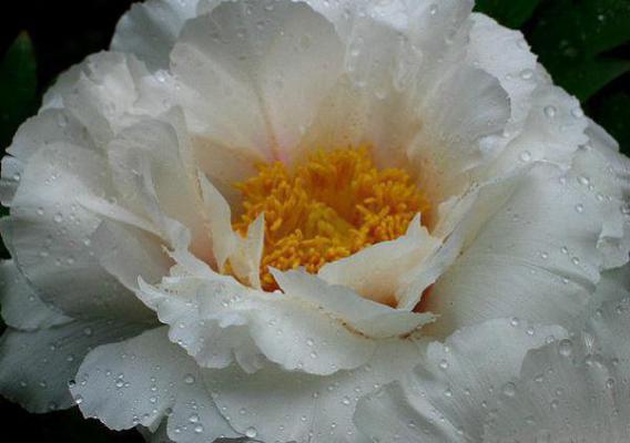 苏尘叶停云叶宁兰小说免费试读 苏尘叶停云叶宁兰第1章