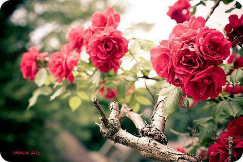 主角温思朝裴寒时小说 温思朝裴寒时小说全文免费阅读