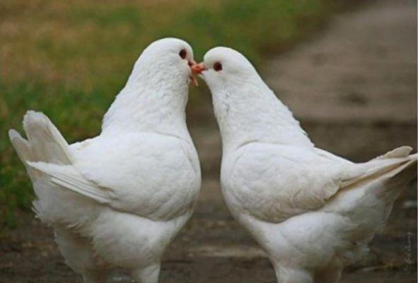 (抖音小说)盛念李诗媛免费阅读第一章