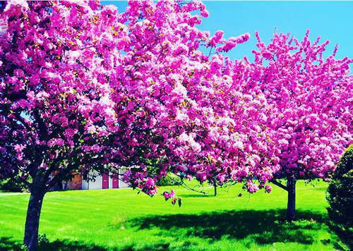 紫嫣苏博苏玉香小说阅读 紫嫣苏博苏玉香全文免费无广告