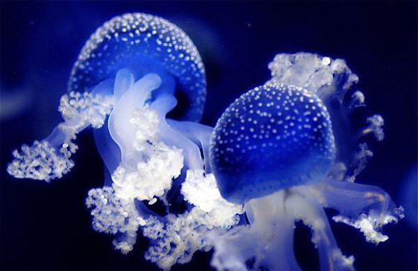 残疾反派的白月光最新章节 萧奈林小姐在线阅读