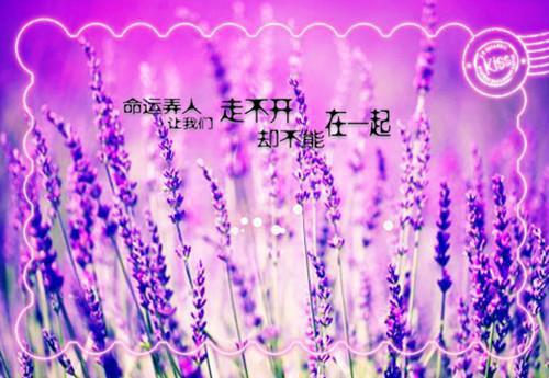 宋欣季鑫免费阅读 宋欣季鑫大结局