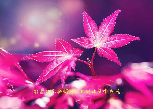 萧爷你的小妖精又撩火了（萧绥沈璃）全文免费阅读大结局_萧爷你的小妖精又撩火了全文在线完本阅读