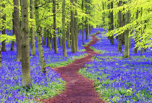 主角叫宋清书仙儿的小说 胡闹讨封在线免费阅读