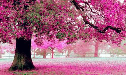 江晚晴江初云小说全文阅读 江晚晴江初云