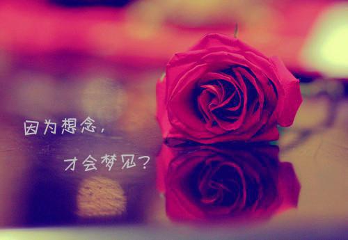 《一场忆梦终是憾》袁智雅傅敬言全集免费阅读 《一场忆梦终是憾》袁智雅傅敬言完整版小说