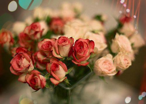 苏念慈傅子安第二章 苏念慈傅子安小说免费阅读