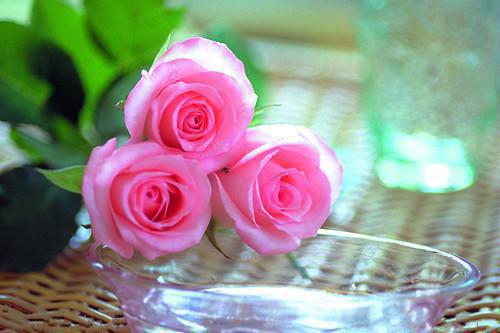 《宋漪兰魏津容小说》无弹窗全文免费阅读