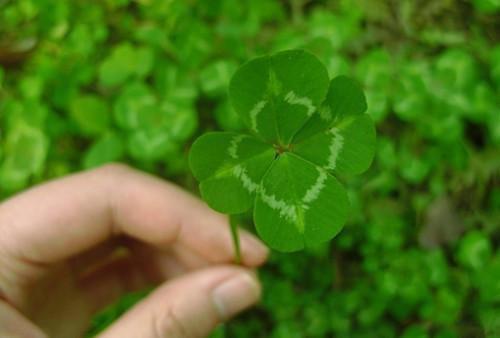 林枫免费完结版 九龙炼体诀林枫小说阅读