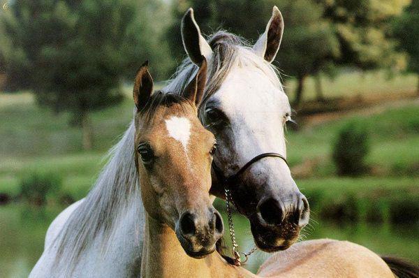 嗜血獒人最新更新 小宇小说在线阅读