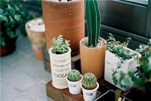 傅云野叶妍小说名字 傅云野叶妍全文免费阅读