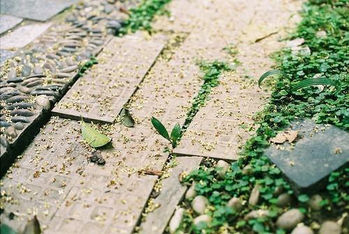 (最新)岑柚霍昱小说完整版免费阅读