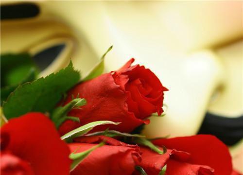 简默言温庭琛（简默言温庭琛小说）全文免费阅读无弹窗大结局_（简默言温庭琛无弹窗）