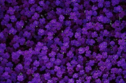 江晚柠霍究免费小说 江晚柠霍究完结版在线阅读