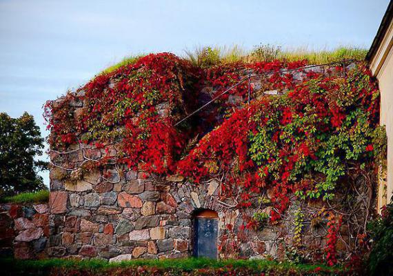 牧景苏虞结局是什么 牧景苏虞免费阅读全文