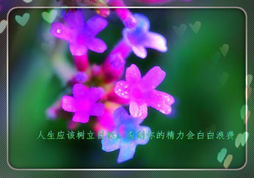 金主一本正经爱着我小说免费看 江辰苏妍全本资源在线阅读