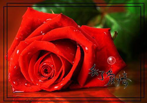 贺盈盈容惟胤小说全文免费阅读 贺盈盈容惟胤最新章节