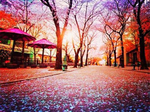 重生后，成了奸臣的白月光免费阅读全本 苏清绾晏明绝未删节小说