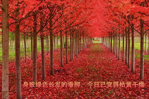 鹅总追爱记终林风眠司乘白未删节在线阅读全文