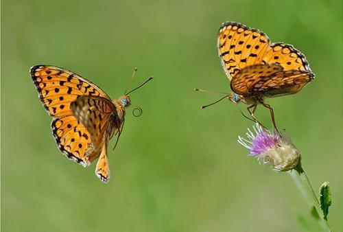 倔强青梅太难哄秦肆夏初梨完整版小说免费阅读
