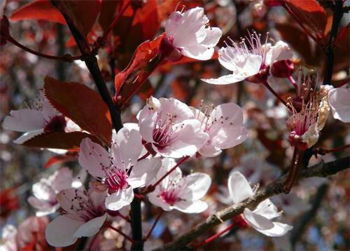 梁清张丽吴强免费全本小说 梁清张丽吴强章节目录