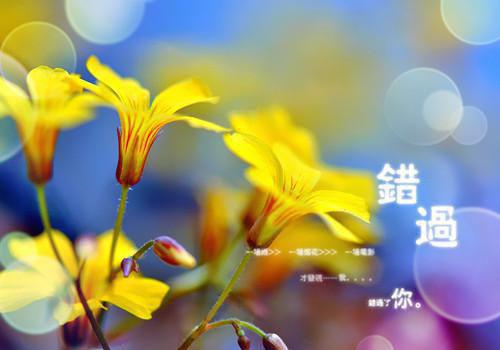 (抖音小说)颜庭悦江聿风叶兰芝小说全文阅读免费