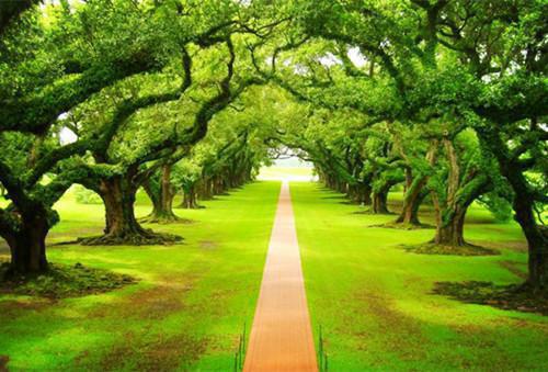 没死掉的白月光免费章节抢先阅读