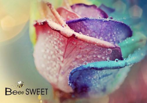 虞昭叶从心完整未删减版在线阅读 虞昭叶从心结局