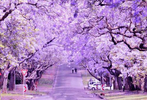 顾之墨乔星落（乔星落顾之墨）全文免费阅读无弹窗大结局_乔星落顾之墨最新章节列表