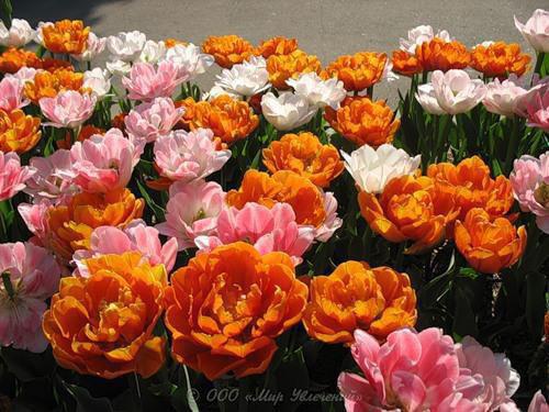 清音萧炎初雪紫霄是什么小说 清音萧炎初雪紫霄全本免费阅读