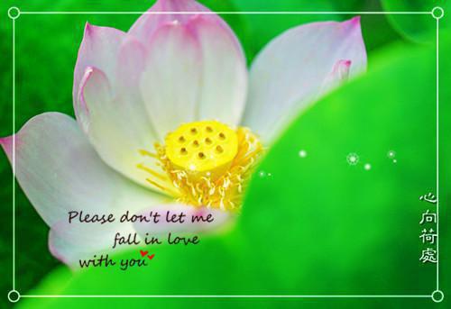 叶安羽封澈（叶安羽封澈）热门小说最新章节阅读-（叶安羽封澈）叶安羽封澈全文免费阅读