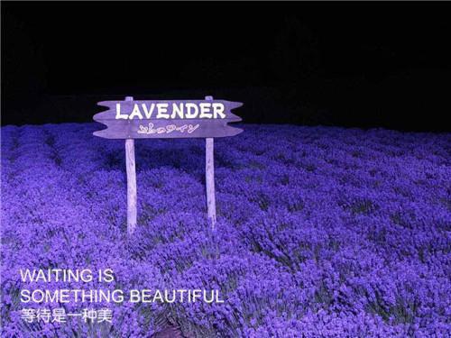 晚晴顾时晨苏婧宜小说叫什么名字 晚晴顾时晨苏婧宜全文免费阅读