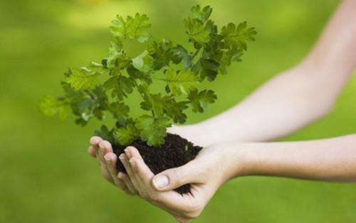 盛蕊宋宴平小说叫什么 盛蕊宋宴平小说全文免费阅读