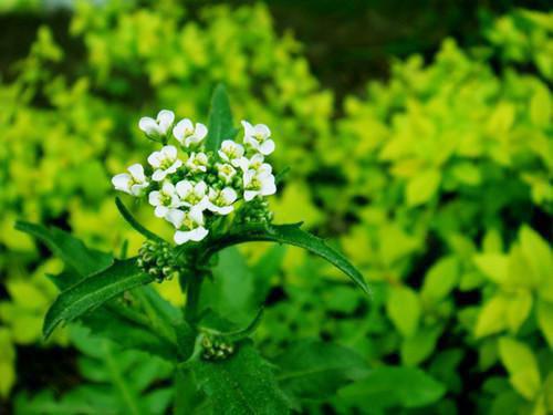 宋榆榆沈樾胤小说目录 宋榆榆沈樾胤完整免费版阅读