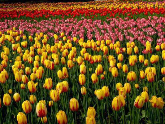 主角是齐菲爱姜明宇的小说免费阅读全文大结局