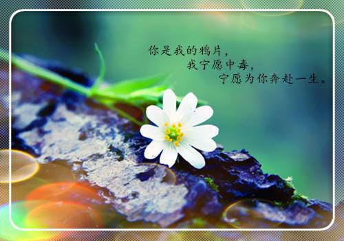 (抖音小说)伊一林欢杨美仙免费阅读